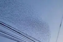 ببینید؛ صحنه‌ای شگفت‌انگیز پس از زلزله فیلیپین؛ هزاران پرنده همزمان به آسمان پرواز کردند