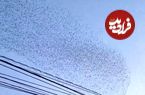 ببینید؛ صحنه‌ای شگفت‌انگیز پس از زلزله فیلیپین؛ هزاران پرنده همزمان به آسمان پرواز کردند