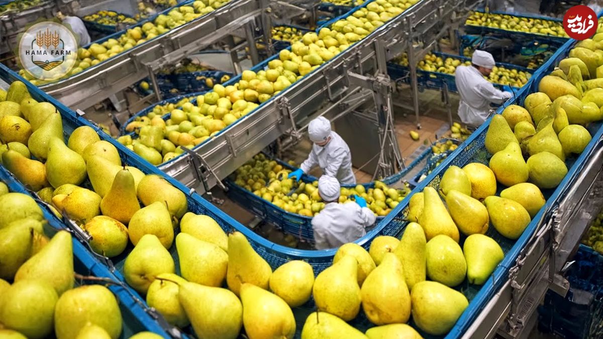 ببینید؛ چگونه کشاورزان آمریکایی صدها تن گلابی را در باغات کالیفرنیا برداشت می کنند؟