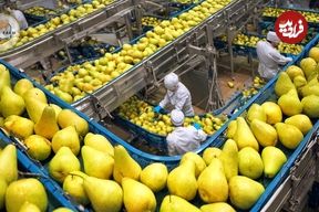 ببینید؛ چگونه کشاورزان آمریکایی صدها تن گلابی را در باغات کالیفرنیا برداشت می کنند؟