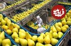 ببینید؛ چگونه کشاورزان آمریکایی صدها تن گلابی را در باغات کالیفرنیا برداشت می کنند؟