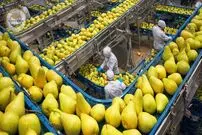 ببینید؛ چگونه کشاورزان آمریکایی صدها تن گلابی را در باغات کالیفرنیا برداشت می کنند؟