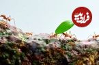 ببینید؛ مورچه‌ها علیه قوانین طبیعت؛ چگونه حشراتی ریز قوی‌ترین تیم دنیا را تشکیل می‌دهند؟