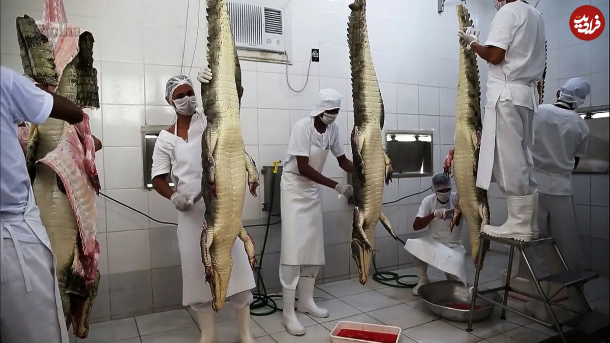 (ویدئو) فرایند پرورش و برداشت گوشت هزاران کروکودیل در کارخانه برزیلی