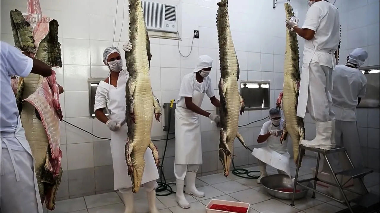 (ویدئو) فرایند پرورش و برداشت گوشت هزاران کروکودیل در کارخانه برزیلی