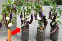 (ویدئو) نحوه کاشت، پرورش و برداشت بادمجان در خانه با کمک بطری و هویج! 