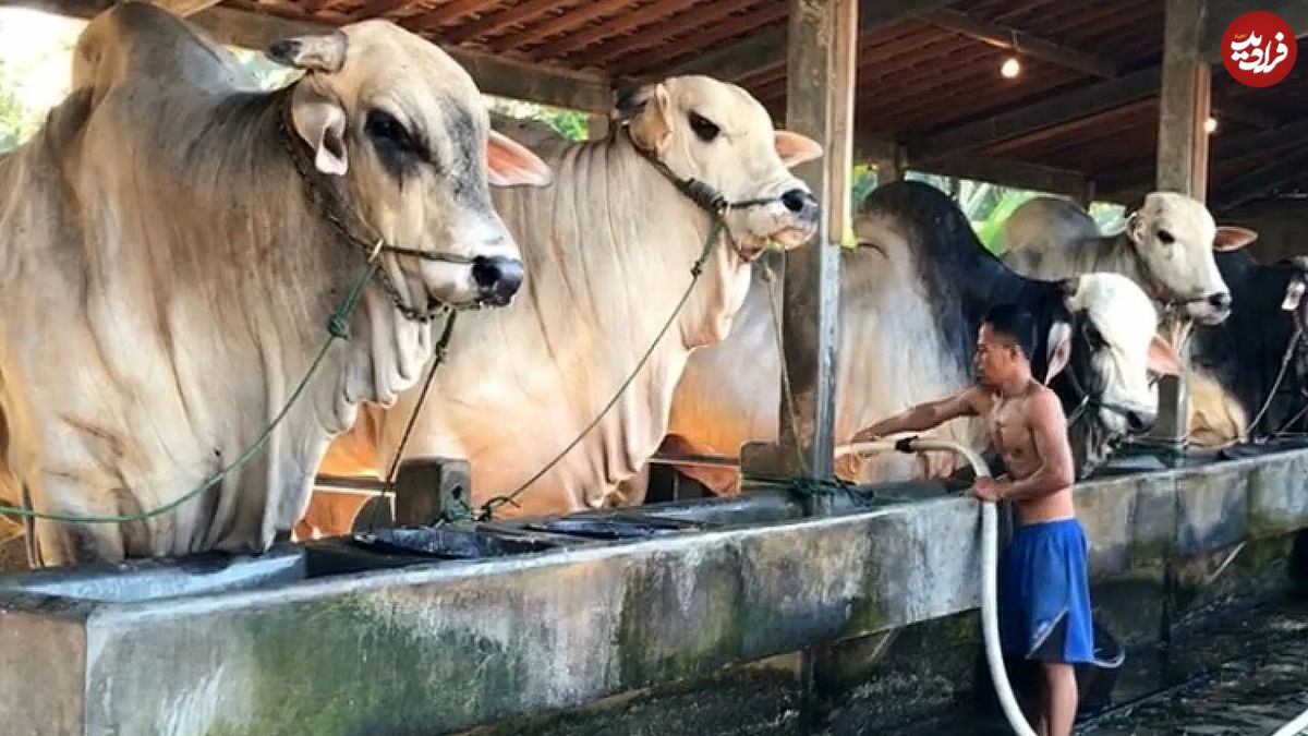 (ویدئو) این گاوداری حیرت انگیز، غول پیکرترین گاوهای آسیا را پرورش می دهد