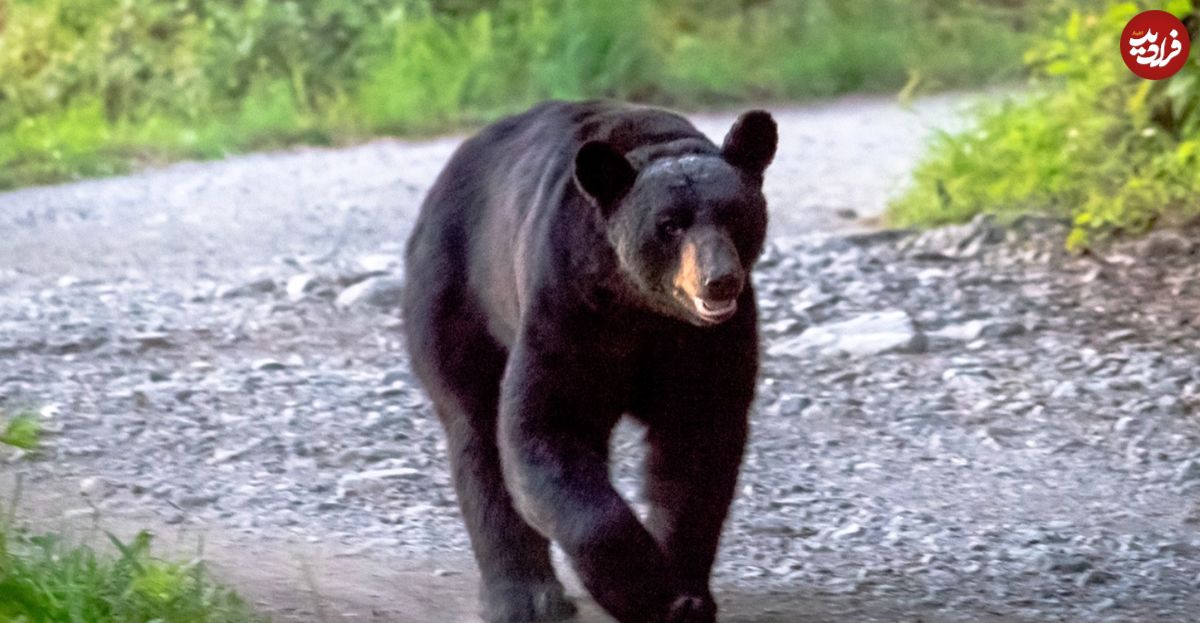 (ویدیو) حمله یک خرس سیاه به میز غذای مردم وسط پارک جنگلی