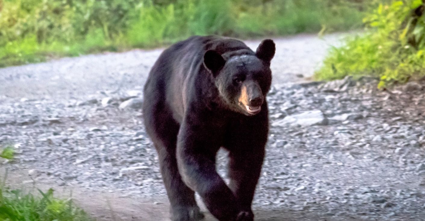 (ویدیو) حمله یک خرس سیاه به میز غذای مردم وسط پارک جنگلی