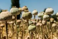 (عکس) تریاک کشیدن در زمستان سخت شد!