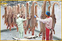 (ویدئو) چگونه کشاورزان از فرآوری گوشت تمساح میلیون ها درآمد کسب می کنند؟