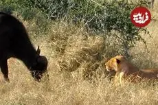 ببینید| وقتی سلطان جنگل هم می‌ترسد؛ مواجهه ناگهانی ماده شیر با بوفالو