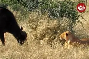 ببینید| وقتی سلطان جنگل هم می‌ترسد؛ مواجهه ناگهانی ماده شیر با بوفالو