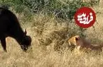 ببینید| وقتی سلطان جنگل هم می‌ترسد؛ مواجهه ناگهانی ماده شیر با بوفالو