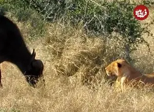 ببینید| وقتی سلطان جنگل هم می‌ترسد؛ مواجهه ناگهانی ماده شیر با بوفالو