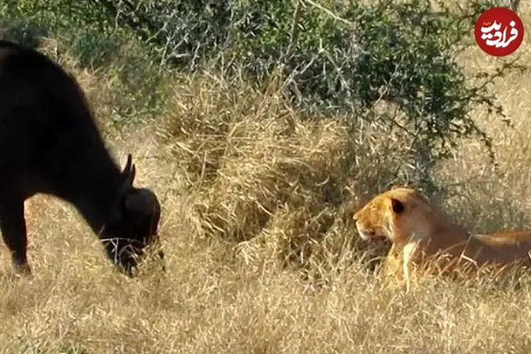 ببینید| وقتی سلطان جنگل هم می‌ترسد؛ مواجهه ناگهانی ماده شیر با بوفالو