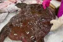 ببینید| غذای خیابانی در کره؛ برش زدن و پخت غذا با راهب ماهی در سئول