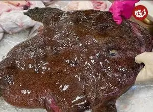 ببینید| غذای خیابانی در کره؛ برش زدن و پخت غذا با راهب ماهی در سئول