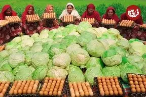 ببینید| غذای روستایی در هند؛ تهیه املت با 200 کیلو کلم و 500 تخم مرغ در طبیعت