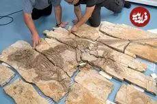 فسیل استثنایی «اژدهای خاردار» با قدمت 125 میلیون سال در چین پیدا شد