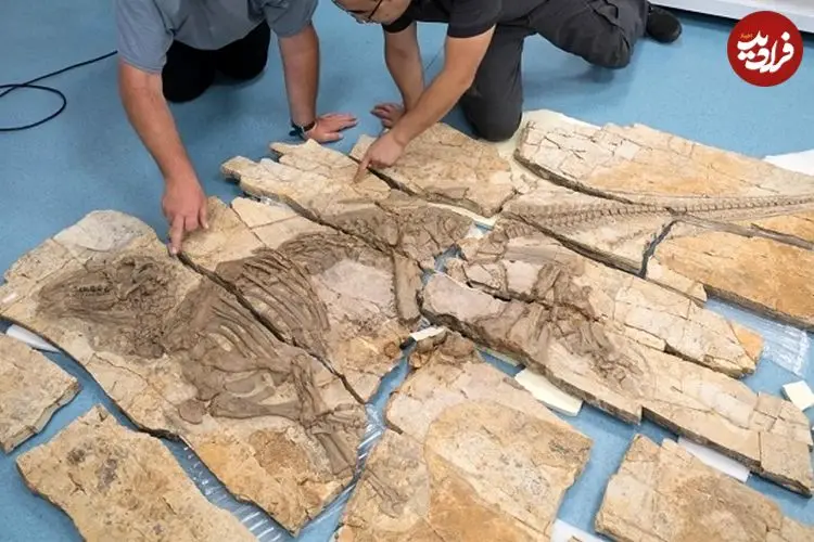 فسیل استثنایی «اژدهای خاردار» با قدمت 125 میلیون سال در چین پیدا شد