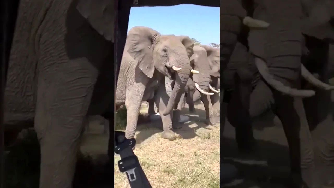 (ویدئو) لحظه حیرت انگیز زایمان یک فیل غول پیکر از نمای نزدیک