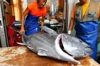 ببینید| غذای خیابانی در ژاپن؛ برش ماهی تن بلوفین بزرگ و تهیه ساشیمی با آن در توکیو