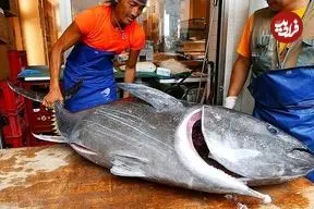 ببینید| غذای خیابانی در ژاپن؛ برش ماهی تن بلوفین بزرگ و تهیه ساشیمی با آن در توکیو