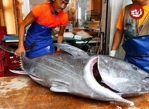 ببینید| غذای خیابانی در ژاپن؛ برش ماهی تن بلوفین بزرگ و تهیه ساشیمی با آن در توکیو