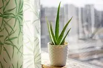 (ویدئو) گیاه آلوئه ورا در آپارتمان؛ از نگهداری تا مزایای آن برای پوست و فنگ شویی