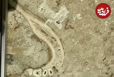 کشف حیرت‌انگیز «فکّ انسان» در یک سنگ 1 میلیون ساله