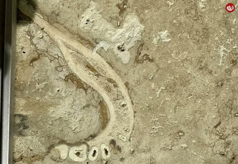 کشف حیرت‌انگیز «فکّ انسان» در یک سنگ 1 میلیون ساله