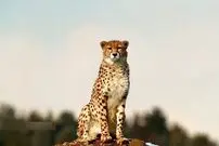 تصاویری دیدنی از هیوا، یوزپلنگ ماده بعد از ۳ سال بی خبری
