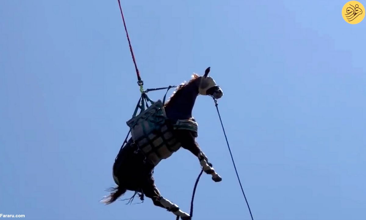 (ویدئو) انتقال اسب مجروح به بیمارستان با هلیکوپتر