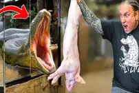 (ویدئو) مزرعه پرورش مارهای غول پیکر؛ فرآیند غذادادن دلهره آور به یک مار پیتون 
