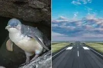 تاخیر پرواز به‌دلیل وجود پنگوئنی در باند فرودگاه