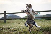 (ویدیو) هنرنمایی این گربه رزمی کار را از دست ندهید