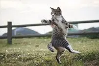 (ویدیو) هنرنمایی این گربه رزمی کار را از دست ندهید