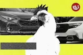 عکس| استفاده از خودروی سوبارو برای جابجایی مرغ و خروس