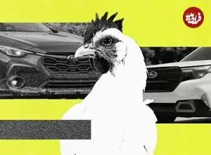 عکس| استفاده از خودروی سوبارو برای جابجایی مرغ و خروس