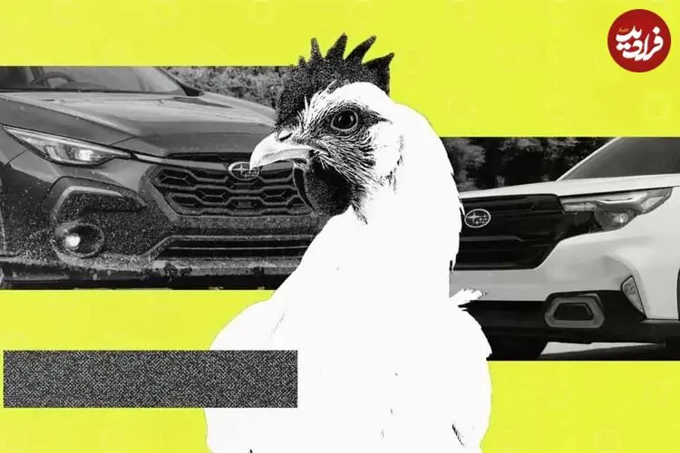 عکس| استفاده از خودروی سوبارو برای جابجایی مرغ و خروس