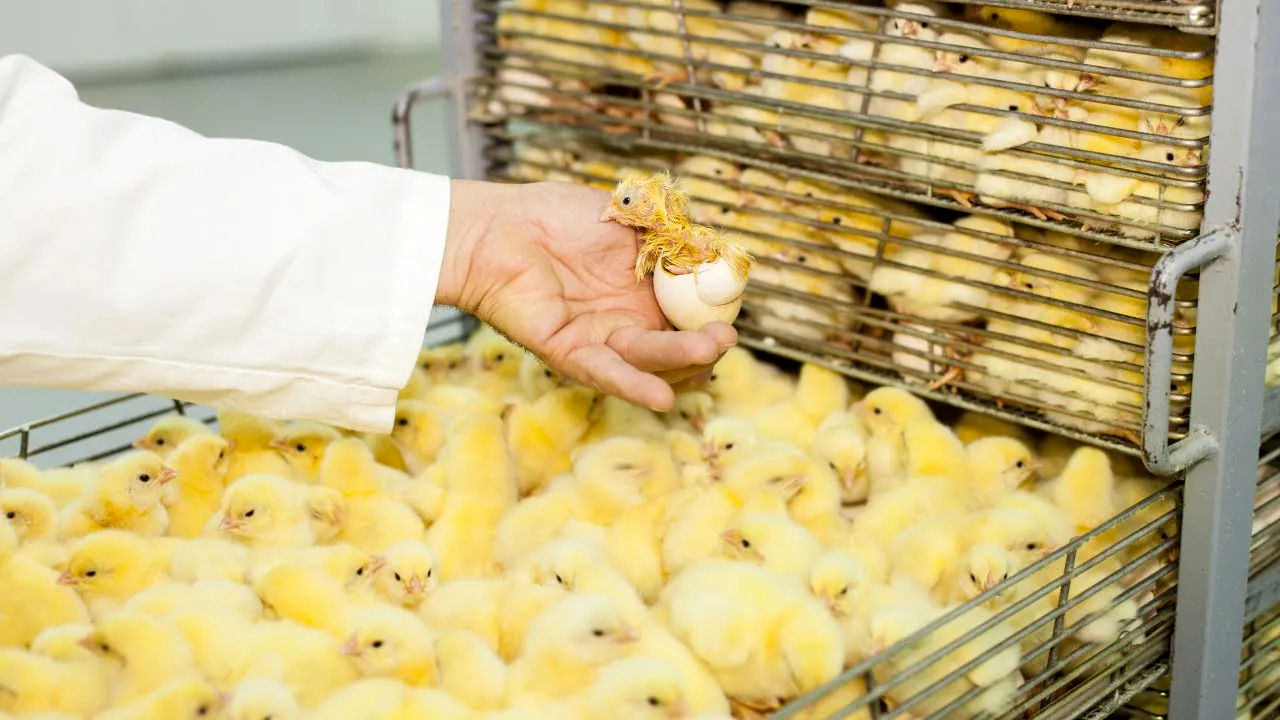 (ویدئو) چگونه میلیون ها «تخم مرغ» در مزارع و مرغداری ها تولید می شود؟ 