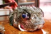 ببینید| غذای خیابانی در ژاپن؛ تهیه دو نوع غذا با ماهی بادکنکی سمی در اوکیناوا