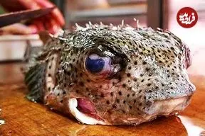 ببینید| غذای خیابانی در ژاپن؛ تهیه دو نوع غذا با ماهی بادکنکی سمی در اوکیناوا