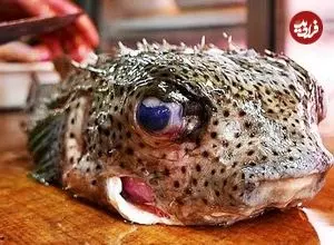 ببینید| غذای خیابانی در ژاپن؛ تهیه دو نوع غذا با ماهی بادکنکی سمی در اوکیناوا