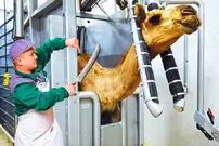 (ویدئو) از مزرعه تا کارخانه؛ مراحل پرورش، سلاخی و بسته بندی گوشت هزاران شتر