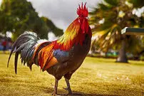 ( ویدیو) حمله غافلگیرانه خروس به یک پسر مزاحم
