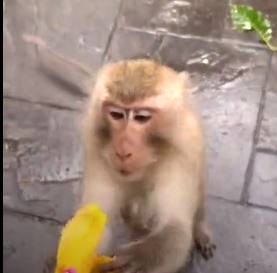 (ویدئو) واکنش دور از انتظار یک میمون شکمو به زنی که به او موز نصفه تعارف می کند!