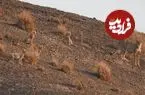 عکس| مشاهده تلما و ۴ توله یوز