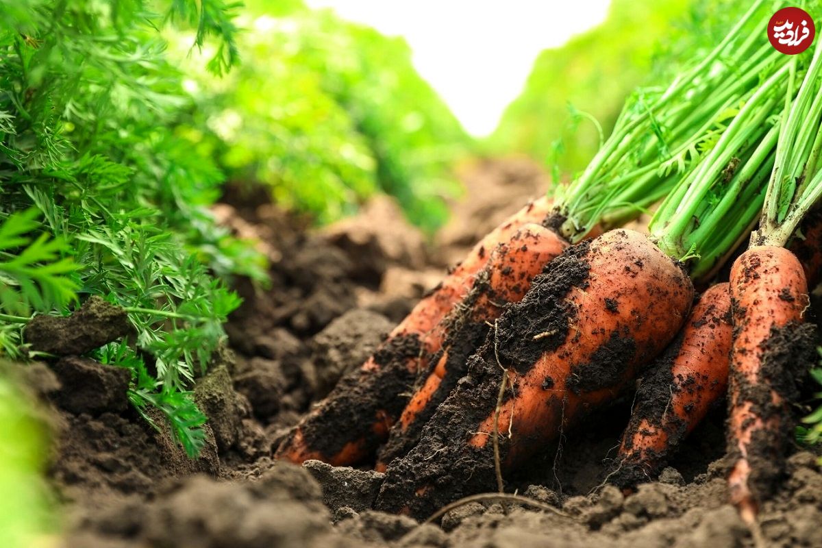 (ویدئو) برداشت شگفت انگیز هویج در مزرعه و بسته بندی آن در کارخانه را ببینید